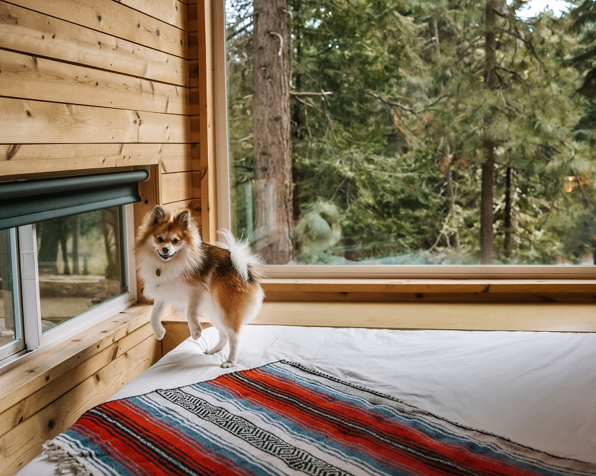 How to Travel with Dogs: The Guide to Pet-Friendly Hotels and Road Trips