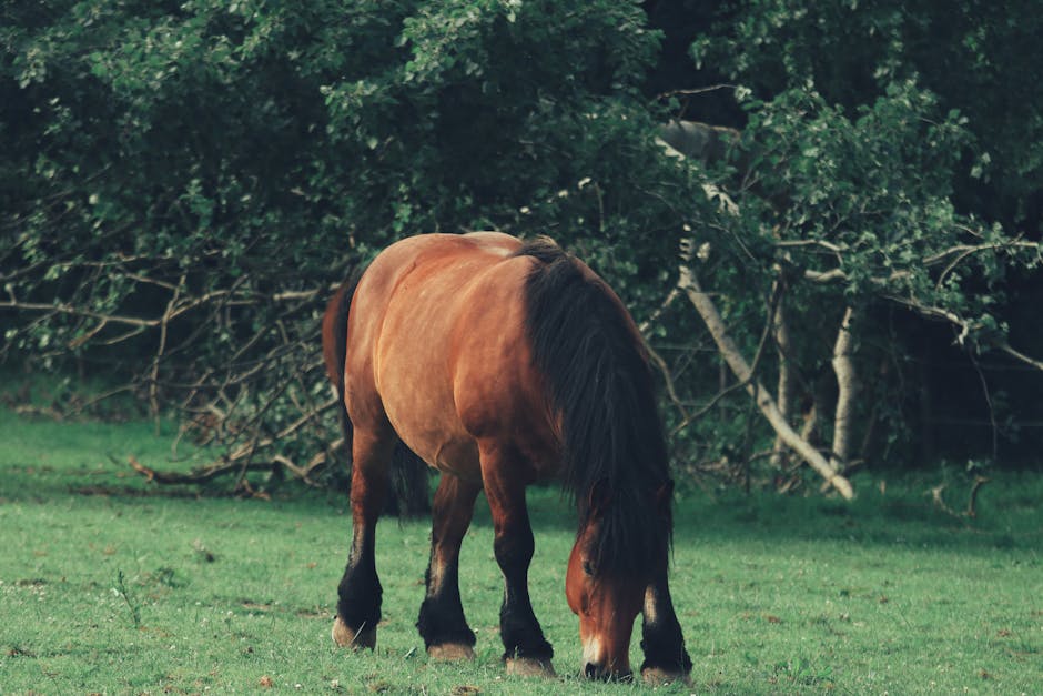 Inflatable vs. Hardshell Kayaks: What Beginners Actually Need